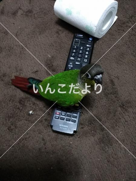 迷い鳥の写真