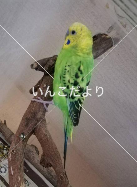 保護鳥の写真