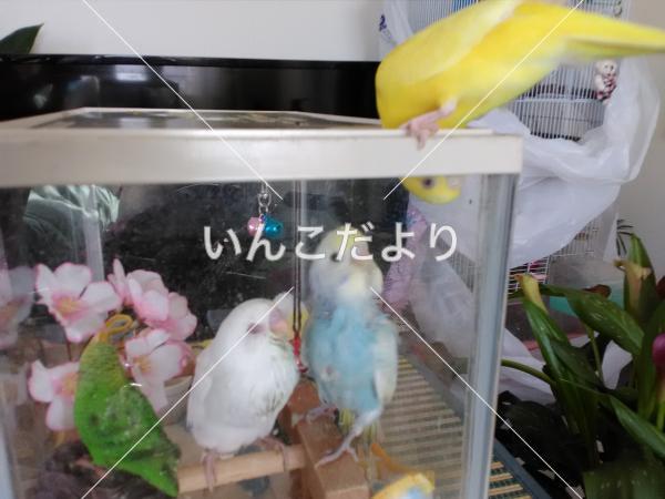 迷い鳥の写真