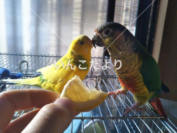 迷い鳥の写真