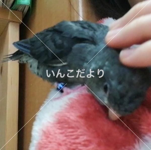 迷い鳥の写真