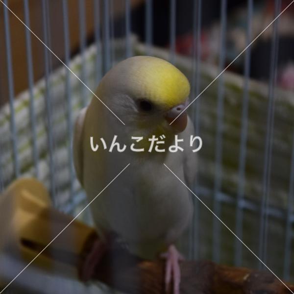 迷い鳥の写真