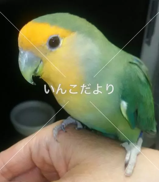 保護鳥の写真
