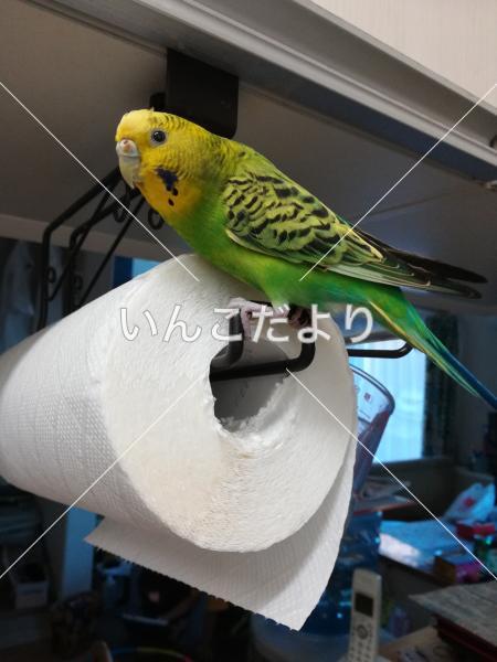 迷い鳥の写真