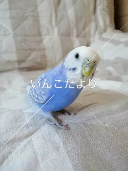 保護鳥の写真