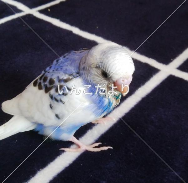 迷い鳥の写真