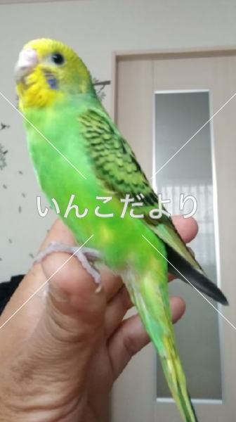 迷い鳥の写真