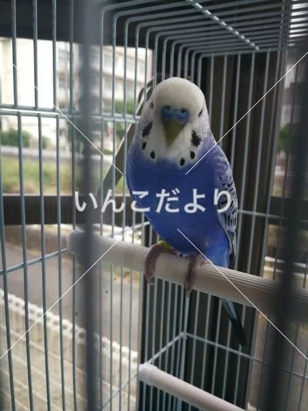 保護鳥の写真