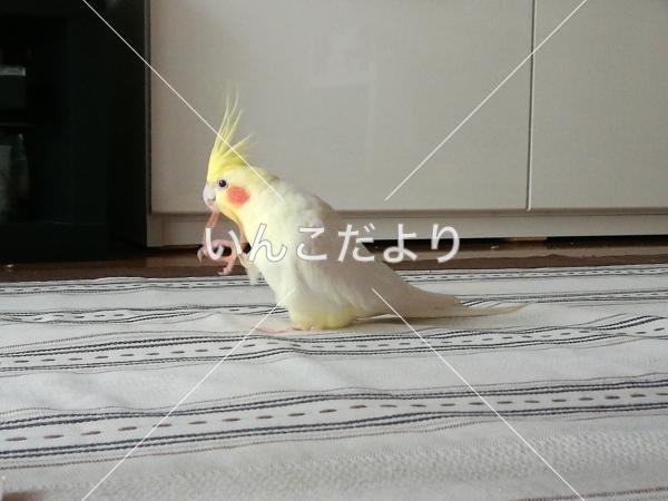 迷い鳥の写真