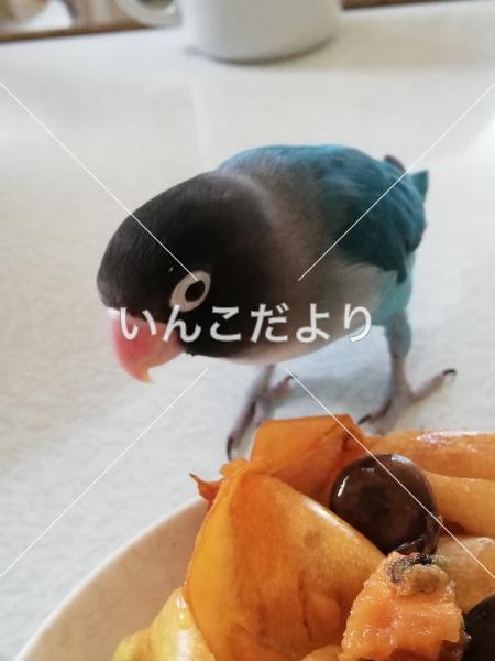 迷い鳥の写真