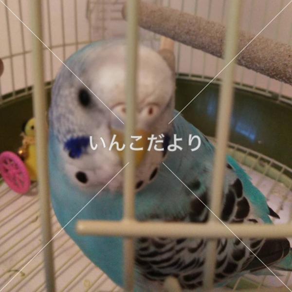 迷い鳥の写真