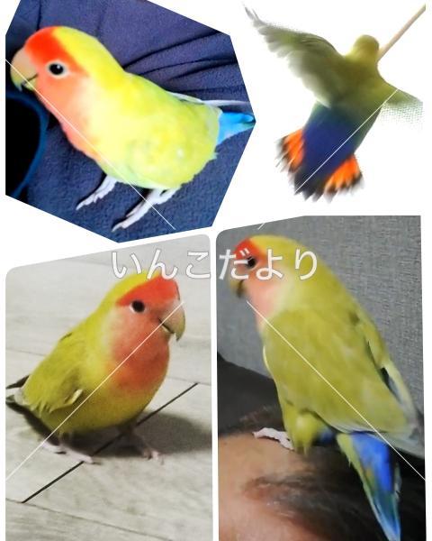 迷い鳥の写真