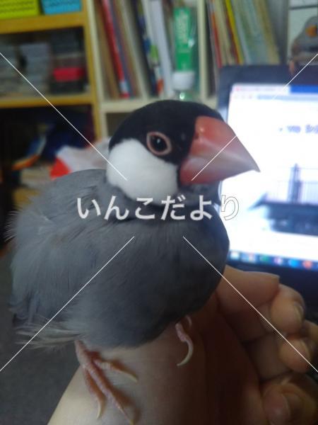 迷い鳥の写真