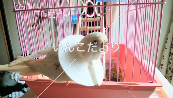 迷い鳥の写真