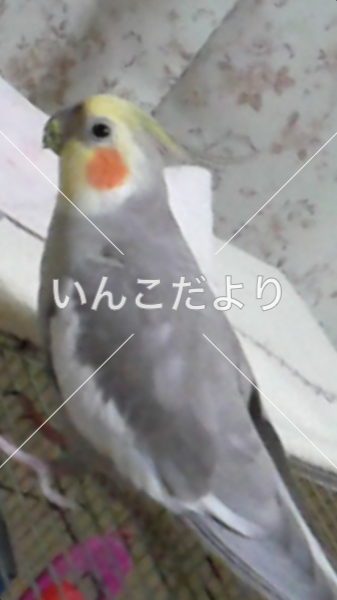 迷い鳥の写真