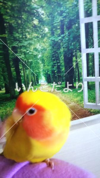 迷い鳥の写真