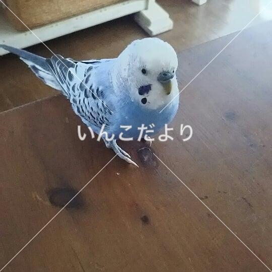 迷い鳥の写真