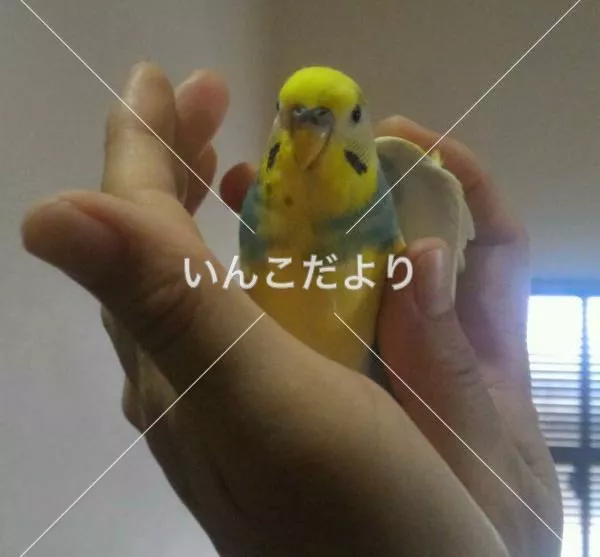 保護鳥の写真