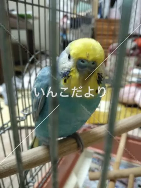 保護鳥の写真