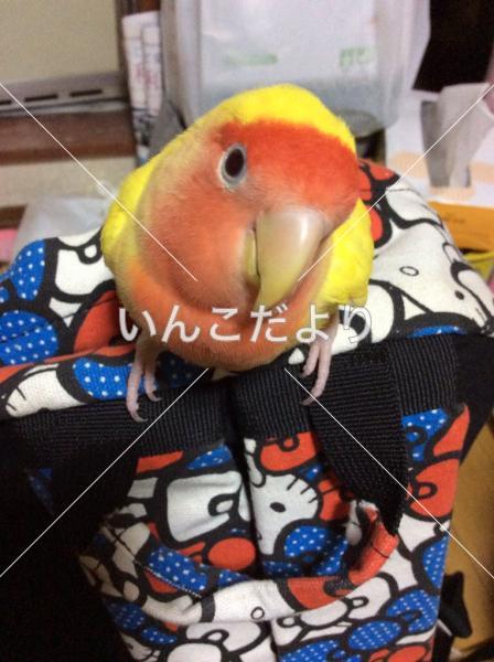 迷い鳥の写真