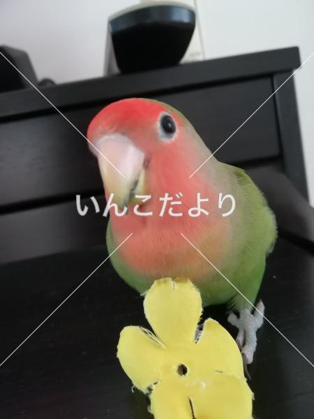 迷い鳥の写真
