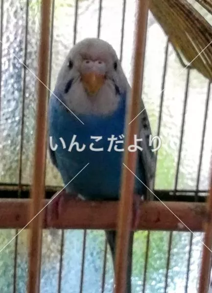 保護鳥の写真