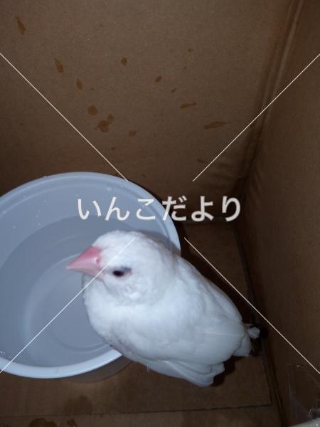 保護鳥の写真