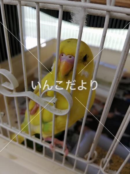 保護鳥の写真