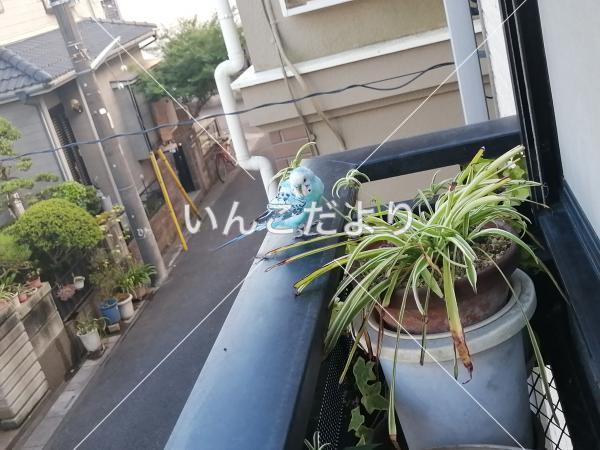 保護鳥の写真