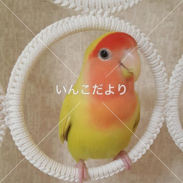 迷い鳥の写真