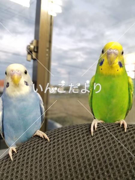 迷い鳥の写真