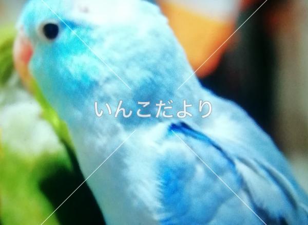 迷い鳥の写真