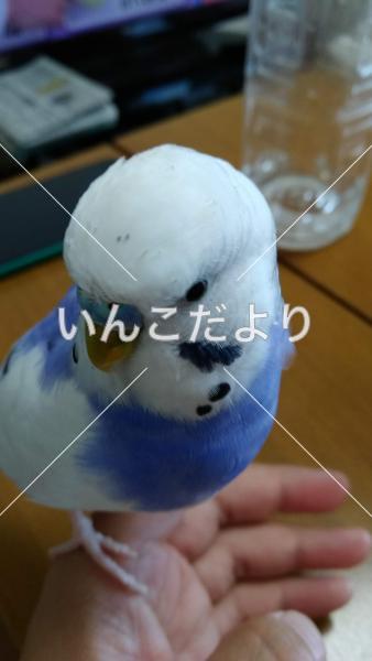迷い鳥の写真