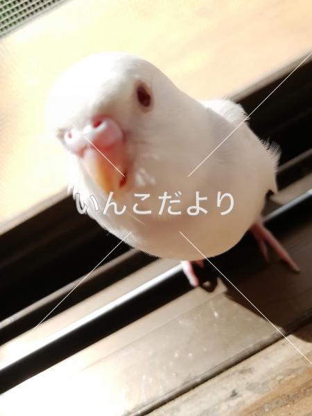 迷い鳥の写真
