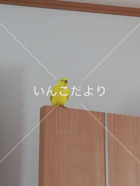 迷い鳥の写真