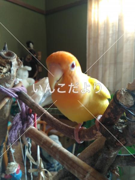 迷い鳥の写真