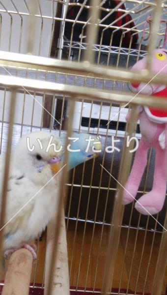 迷い鳥の写真