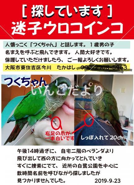 迷い鳥の写真