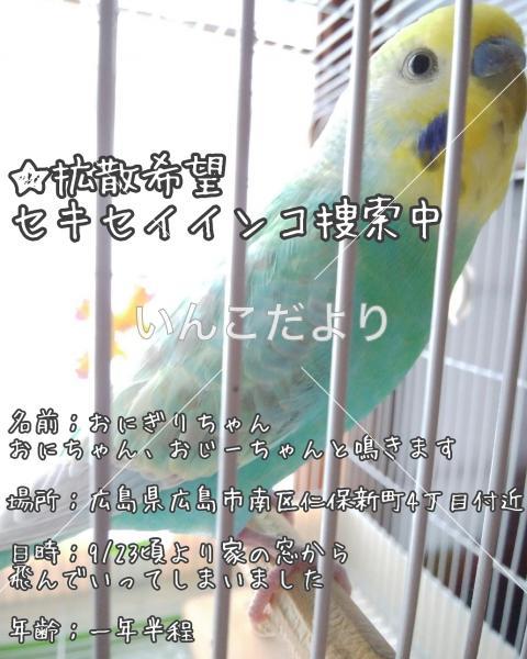 迷い鳥の写真