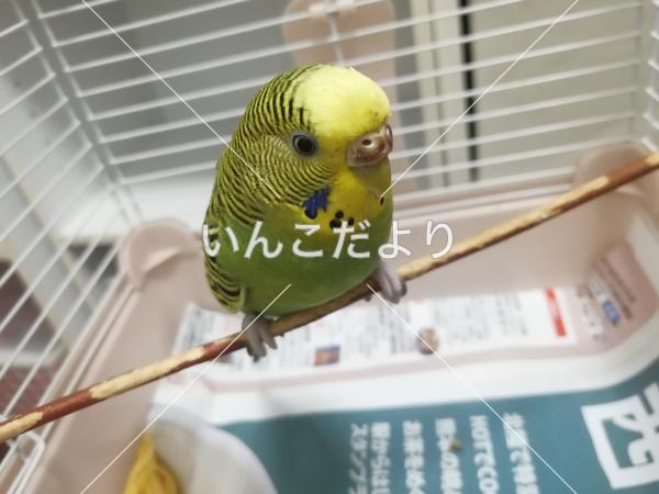 迷い鳥の写真