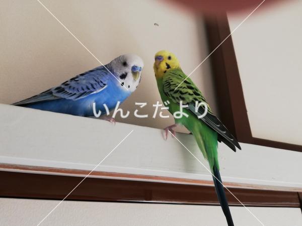 迷い鳥の写真
