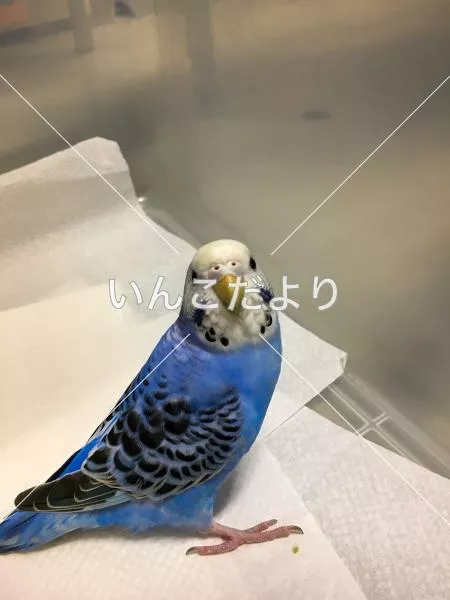 保護鳥の写真