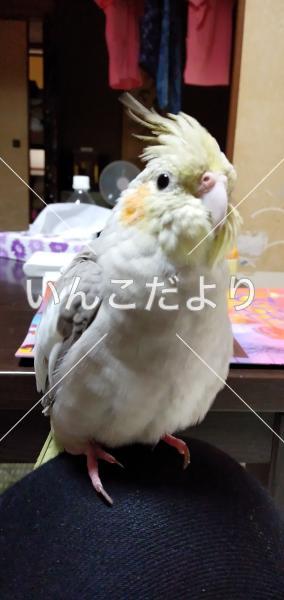 迷い鳥の写真