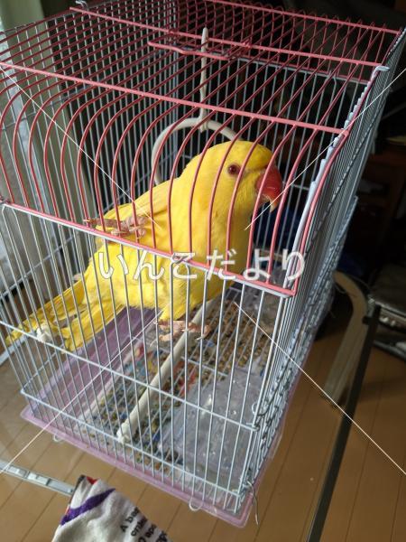 保護鳥の写真