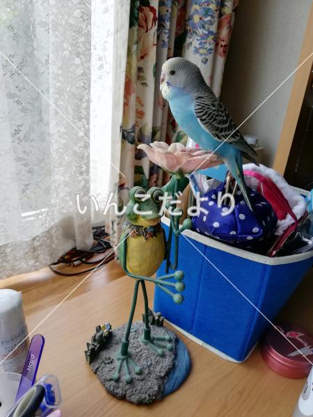 迷い鳥の写真
