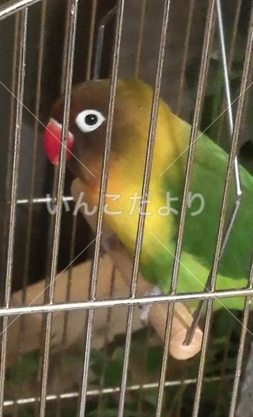 迷い鳥の写真