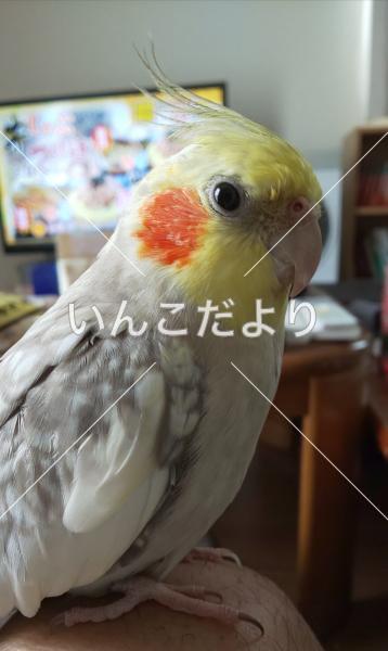 迷い鳥の写真