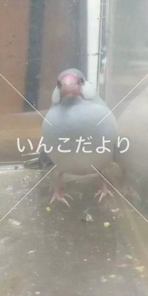 保護鳥の写真