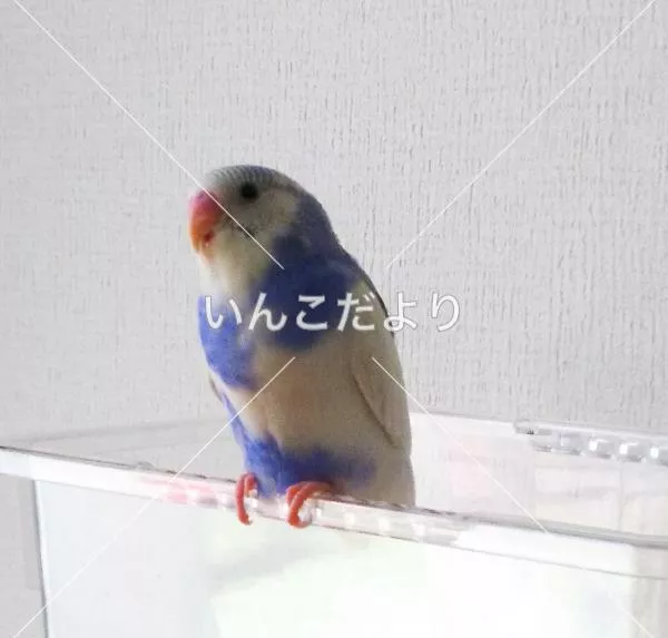 迷い鳥の写真
