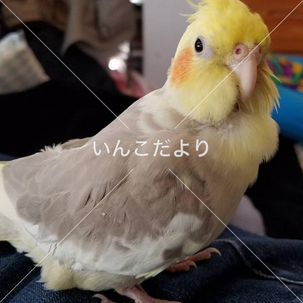 迷い鳥の写真